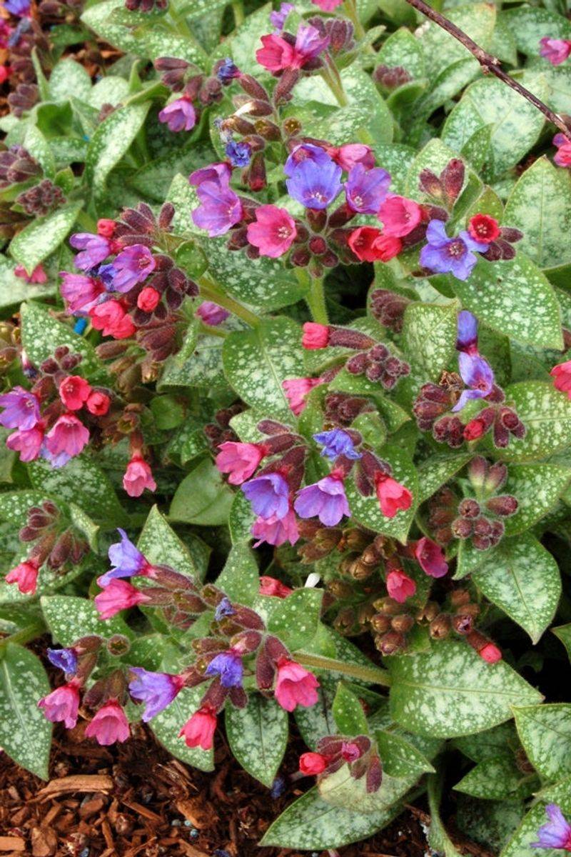 Lungwort