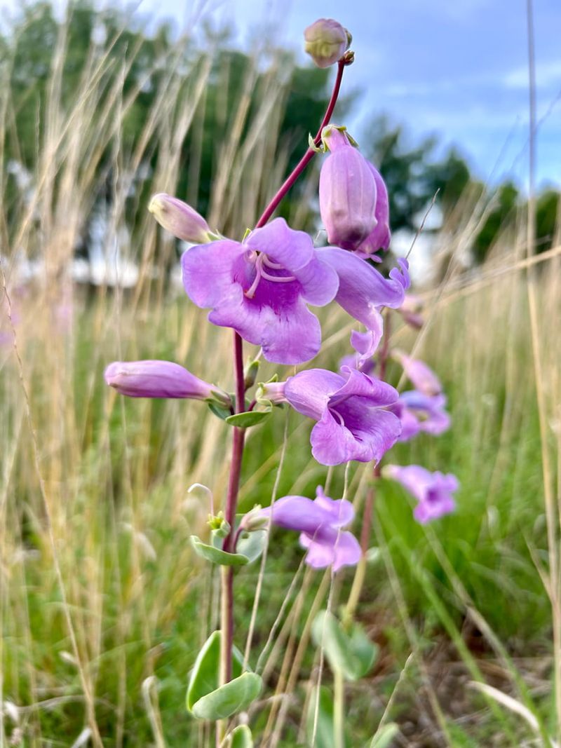 Beardtongue (Penstemon)