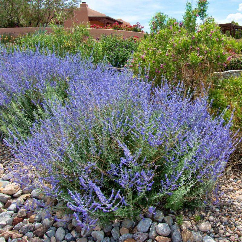 Russian Sage (Perovskia atriplicifolia)