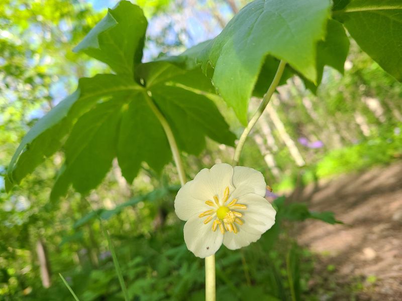 Mayapple (Podophyllum peltatum)