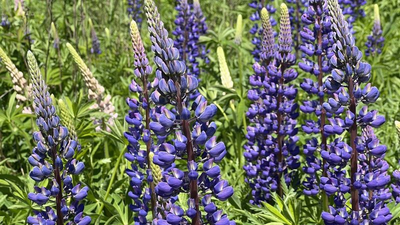 Lupine