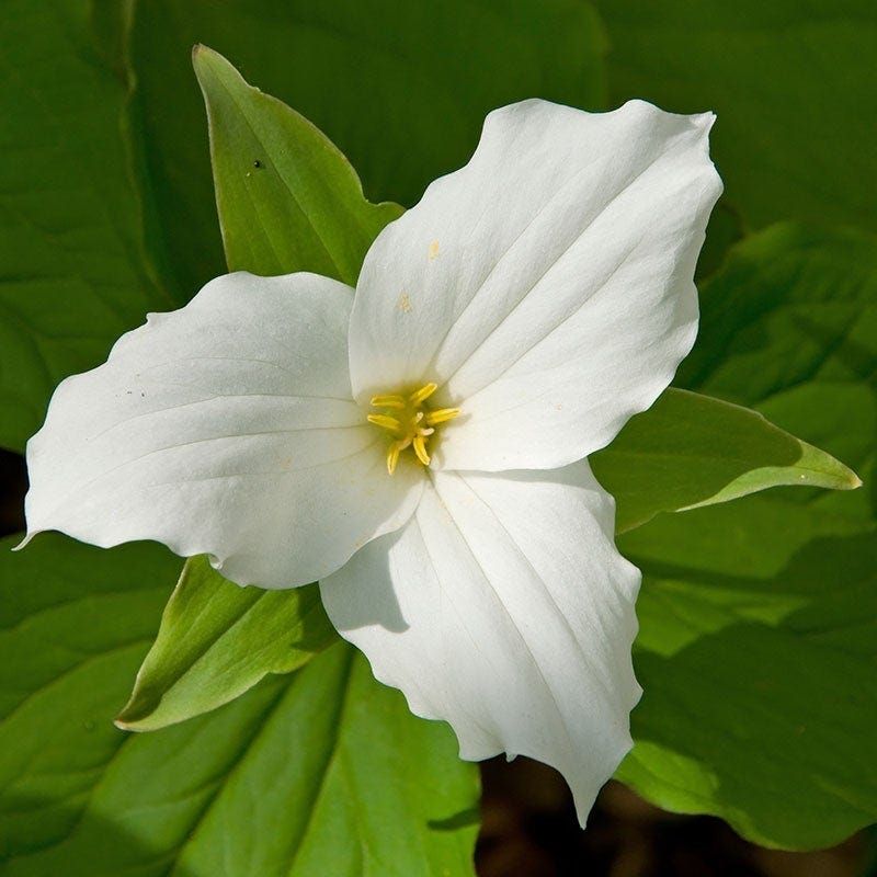 Trillium