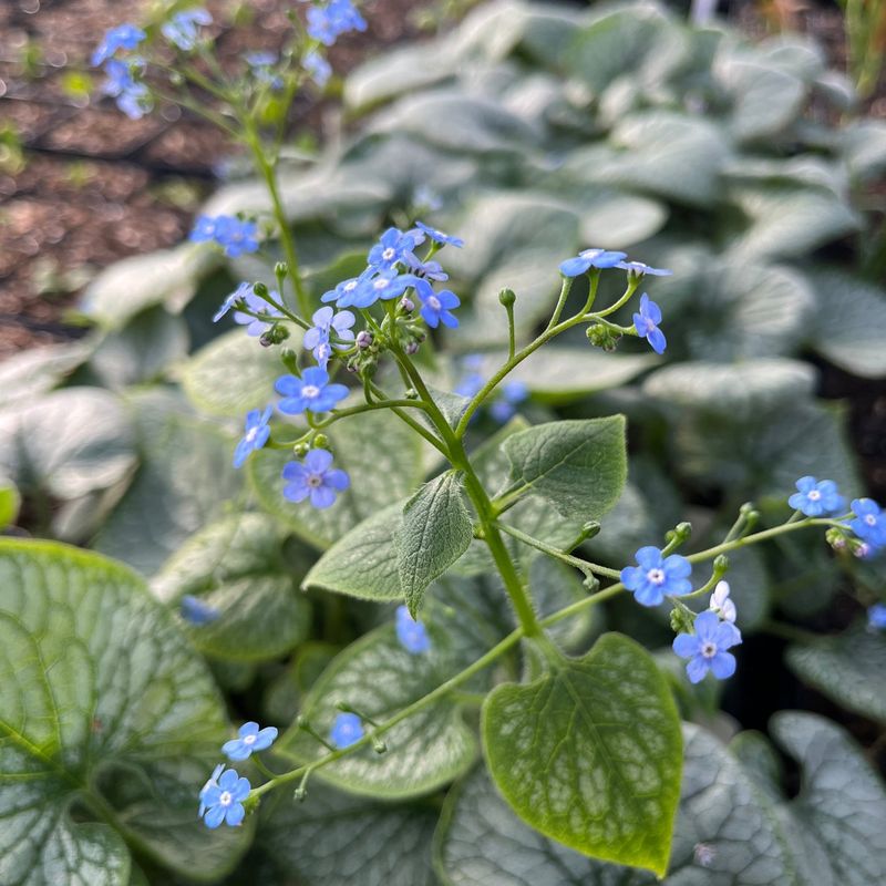 Brunnera