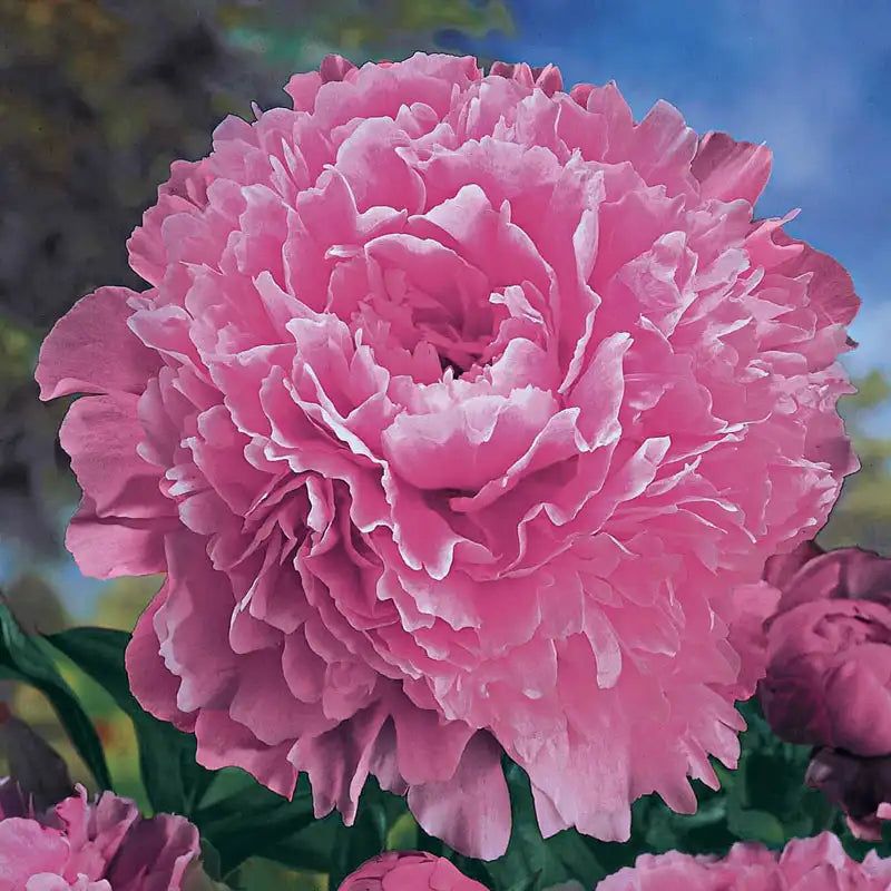 Peony