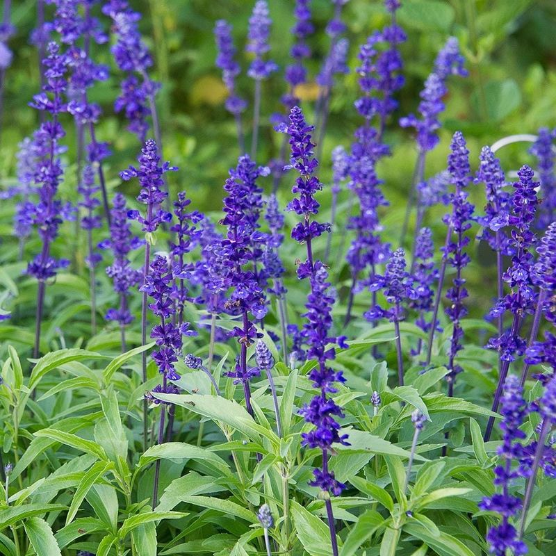 Salvia Sensation