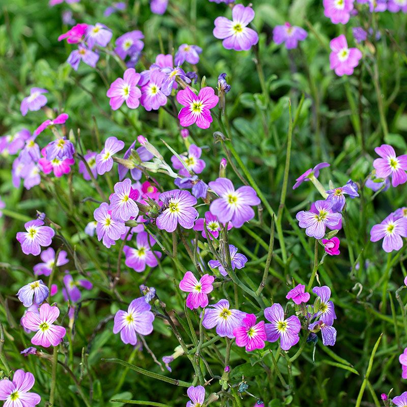 Virginia Stock (Malcolmia maritima)