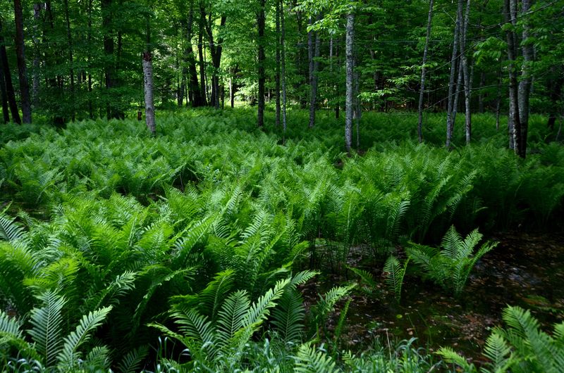 Ferns (Various types)