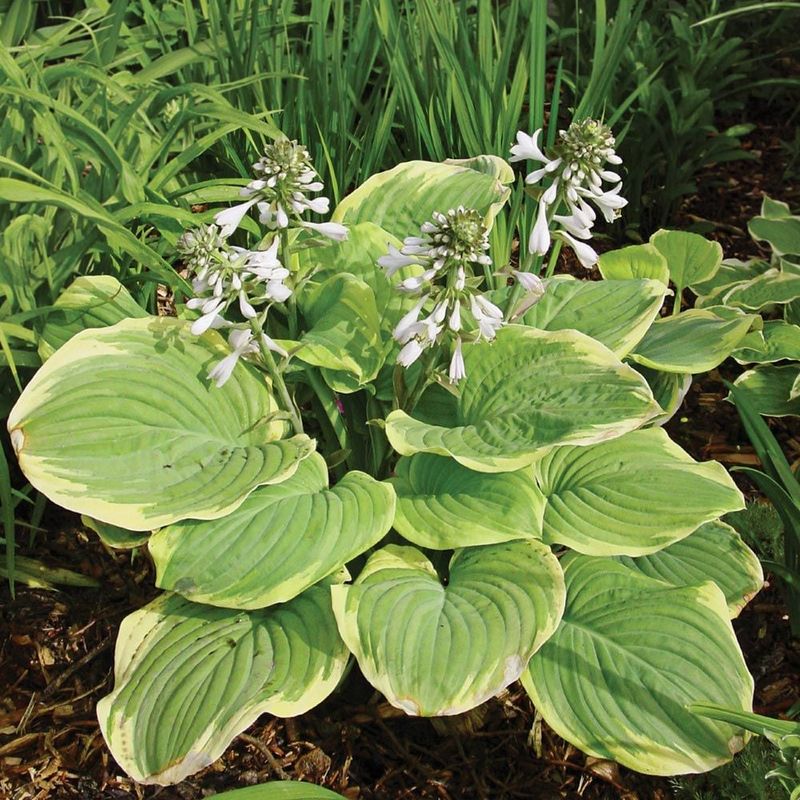 Hosta - Shade Garden Champions