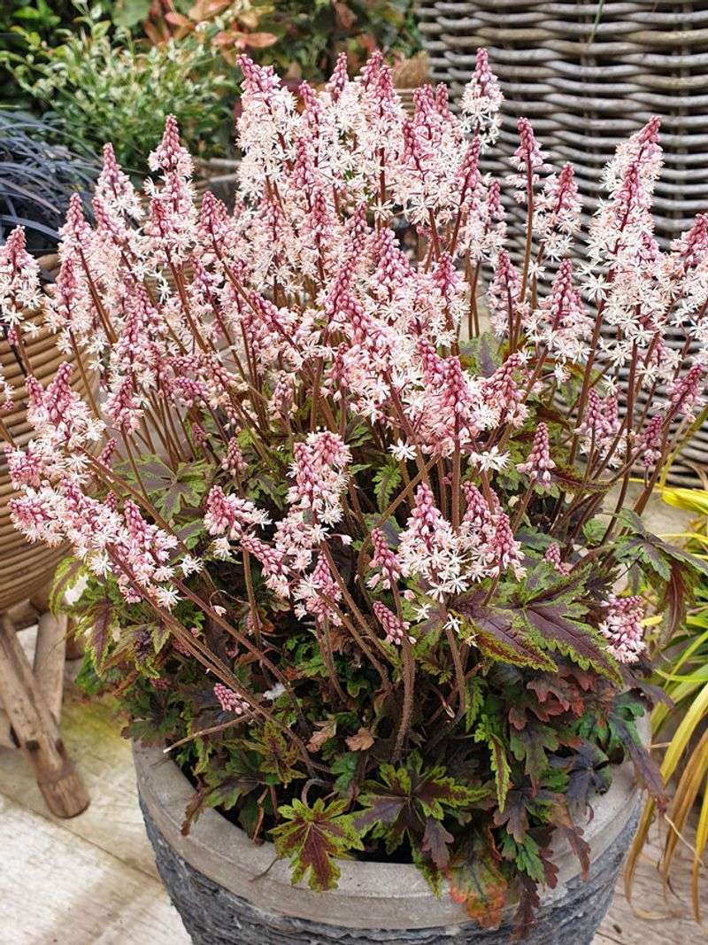Tiarella (Foamflower)