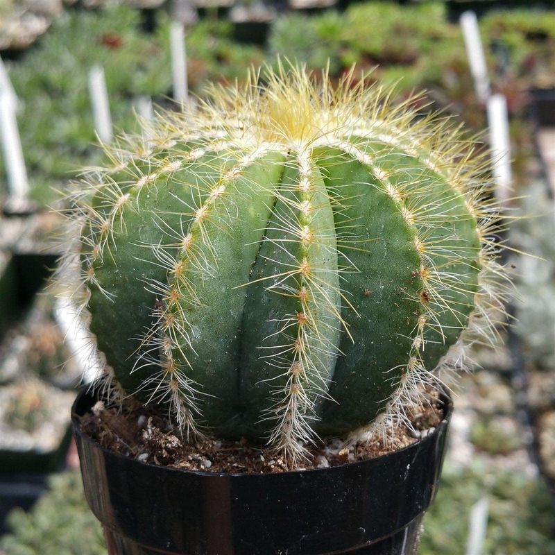 Parodia Magnifica (Ball Cactus)