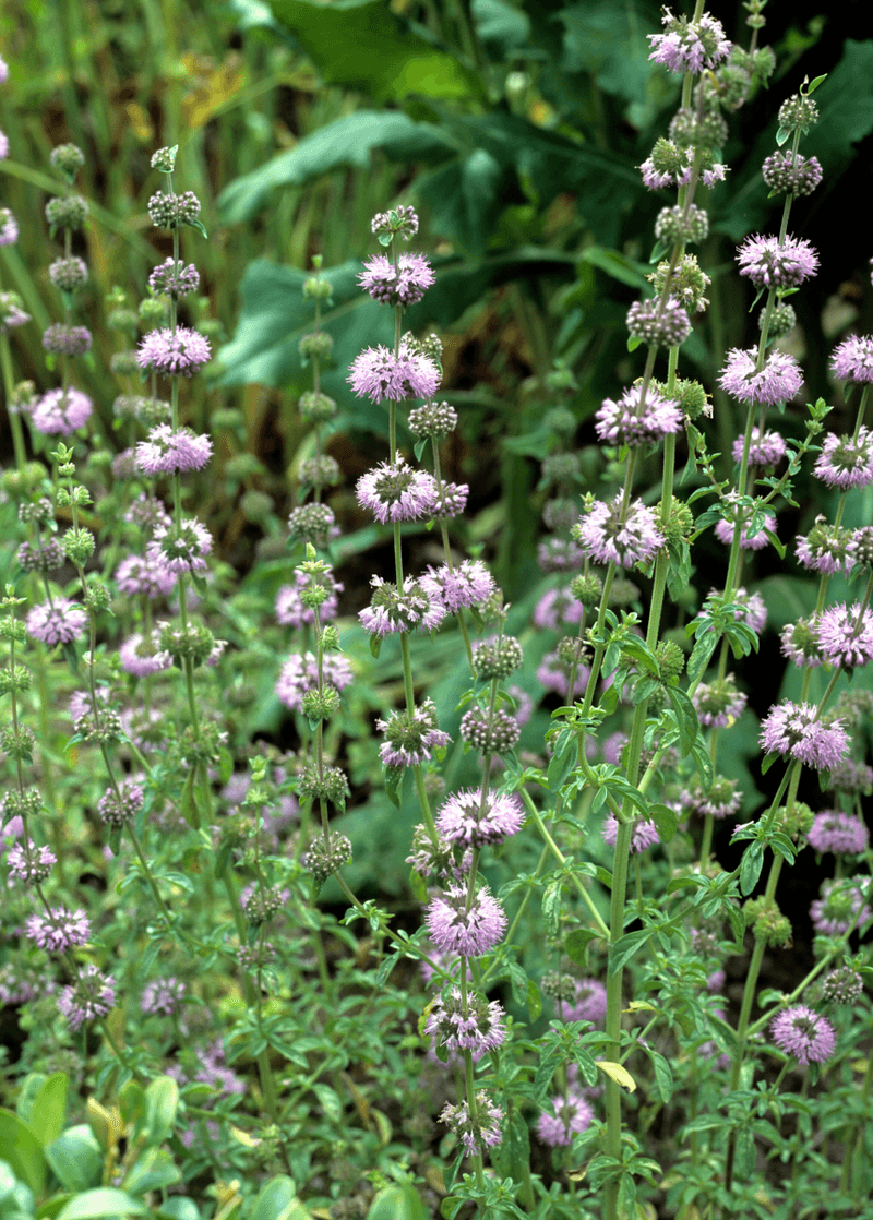 Pennyroyal (Mentha pulegium)