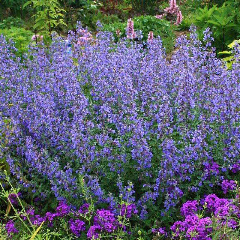 Catmint (Nepeta) – Lavender-blue spikes that bees love (thrives in poor soil).