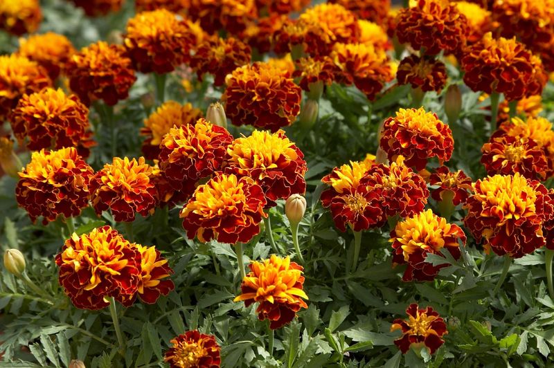 Marigolds – The Nematode Fighter