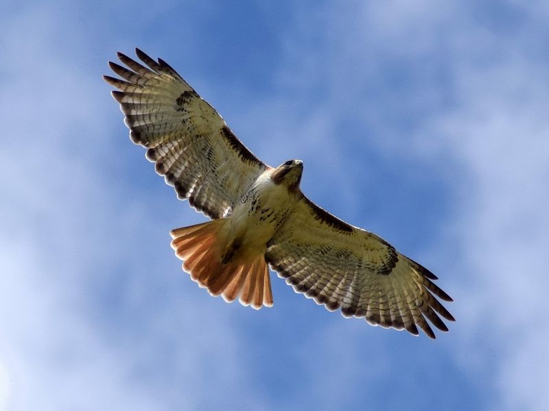 Red-Tailed Hawk
