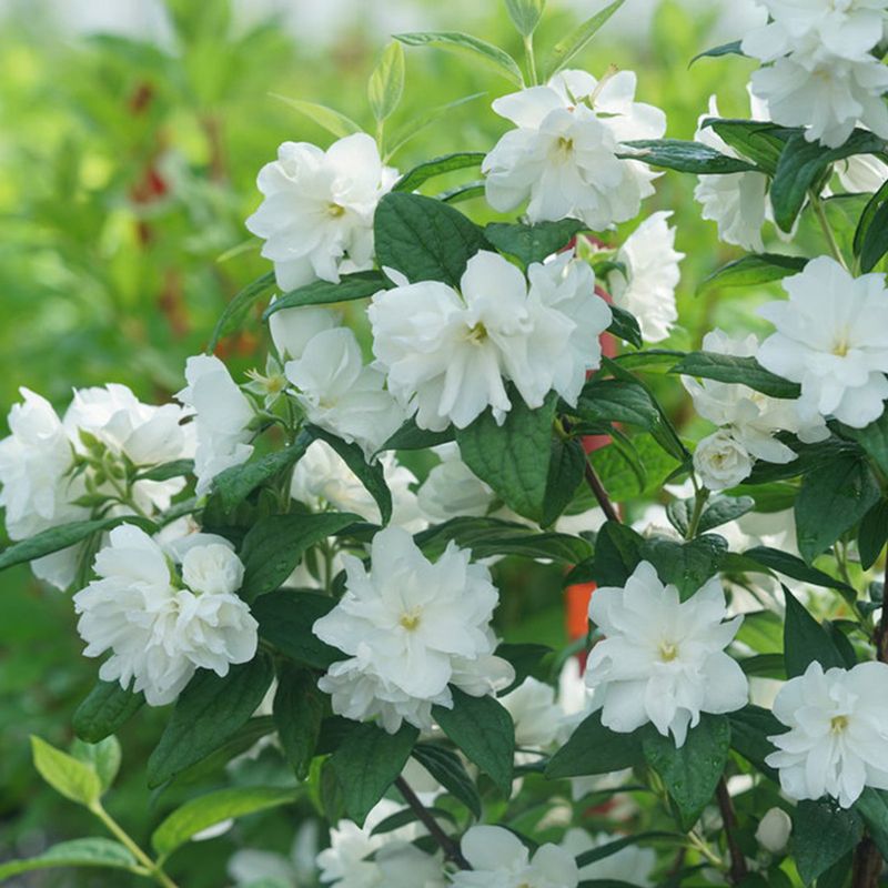 Mock Orange