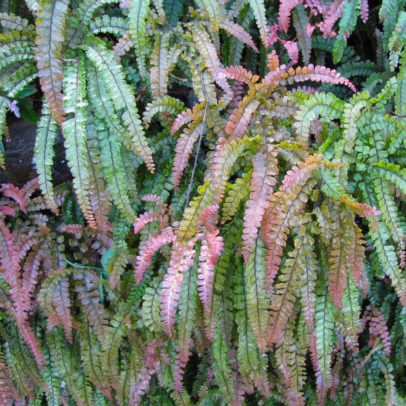 Rosy Maidenhair Fern (Adiantum hispidulum)