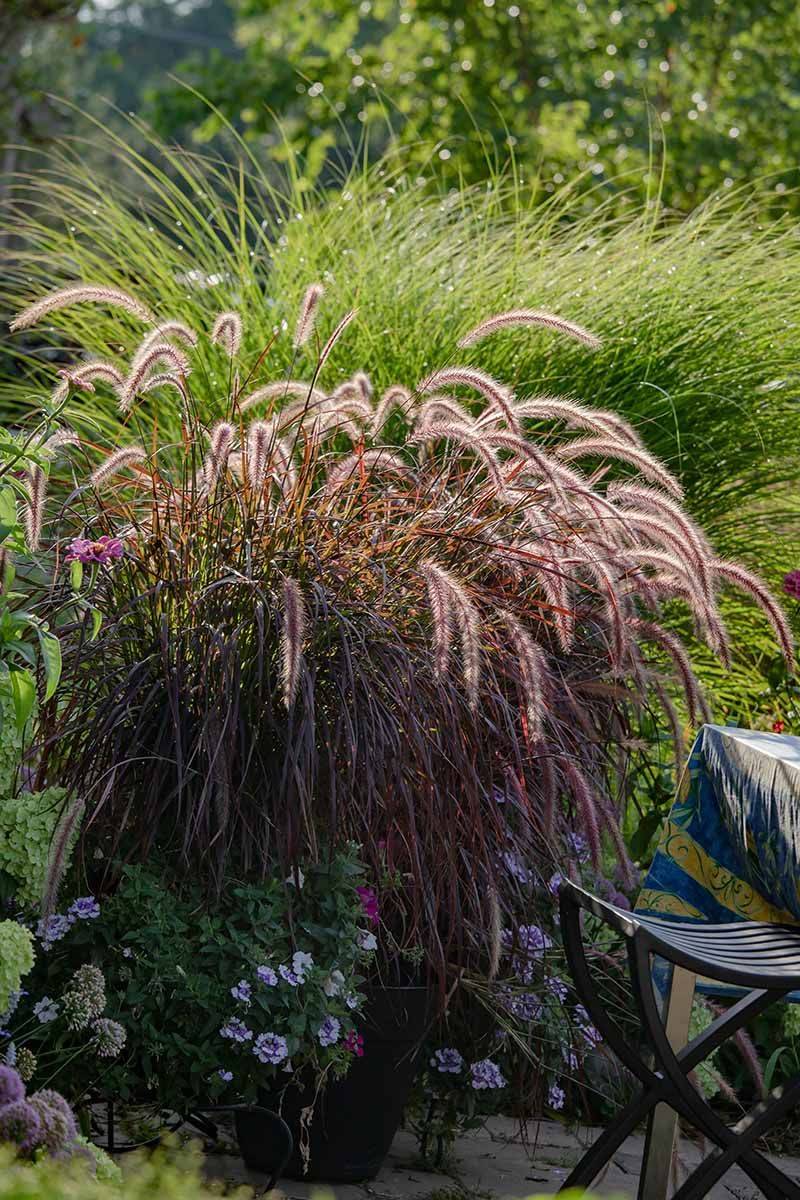Fountain Grass (Pennisetum alopecuroides)
