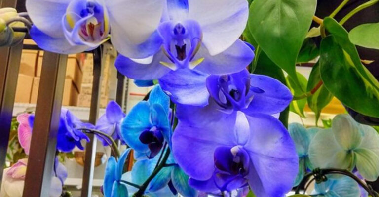 Blue Orchids: Nature’s Lie? 7 Surprising Truths Behind the Most Mysterious Flower