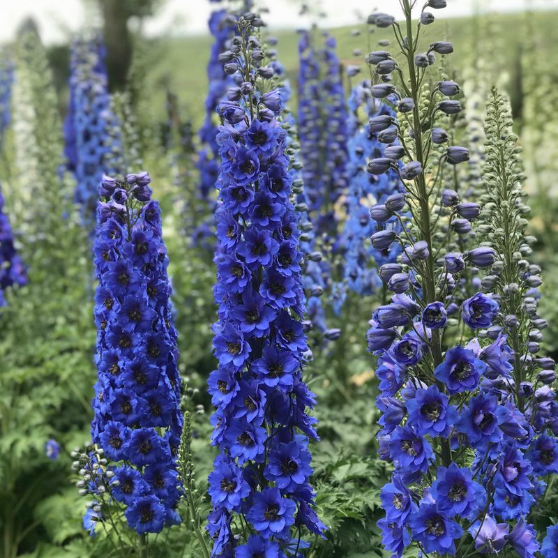 Delphinium – Towering spikes of cobalt blue (zones 3-7).