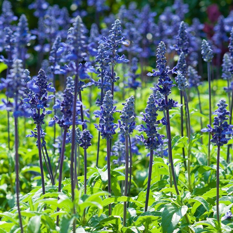 Salvia farinacea (Mealycup Sage) – Often marketed as annual in cold zones.