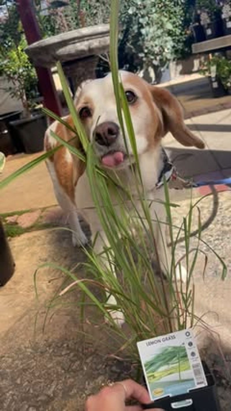 Lemongrass (Cymbopogon citratus)