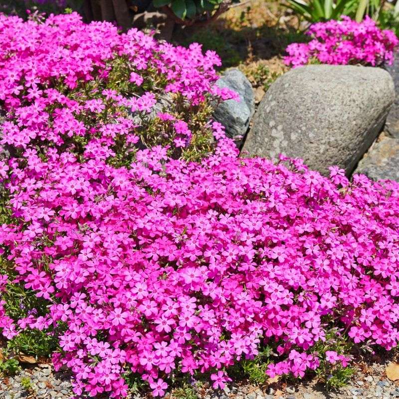 Phlox Subulata