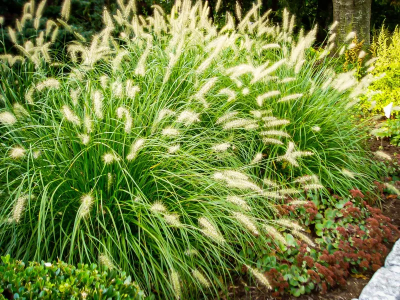 Dwarf Fountain Grass (Pennisetum alopecuroides)
