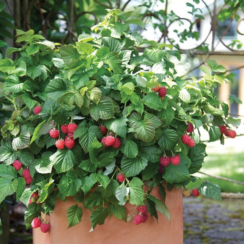 Raspberries (Compact Varieties)