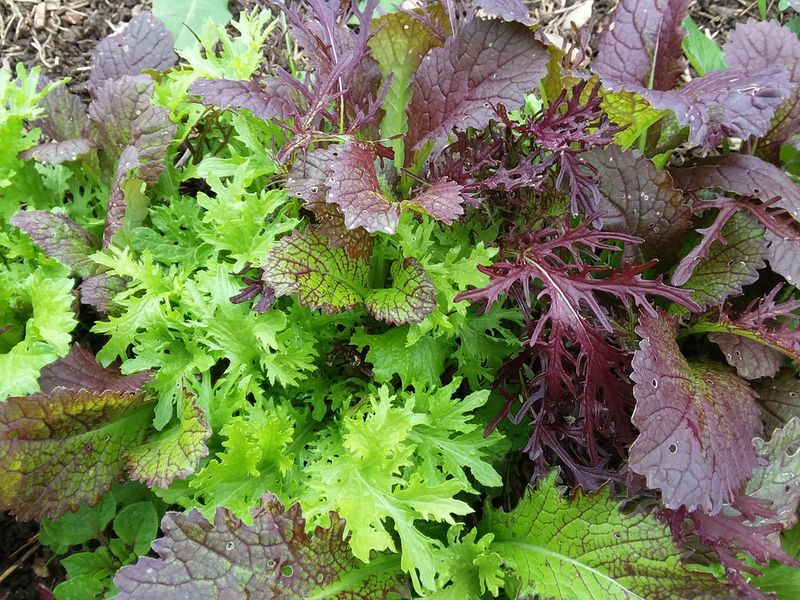 Mustard Greens