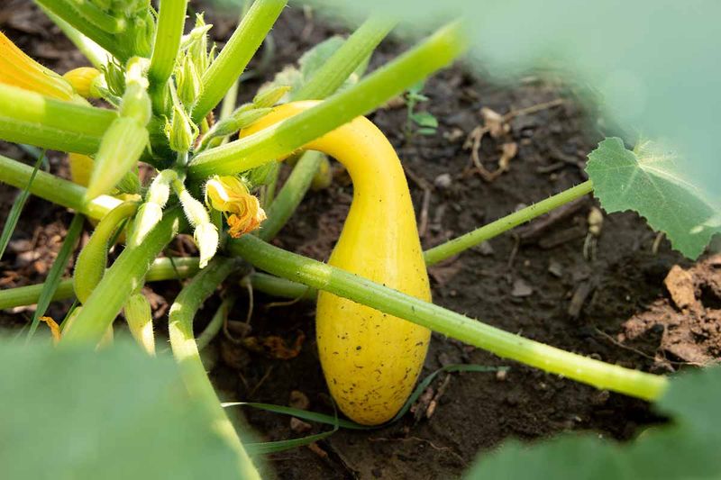 Summer Squash