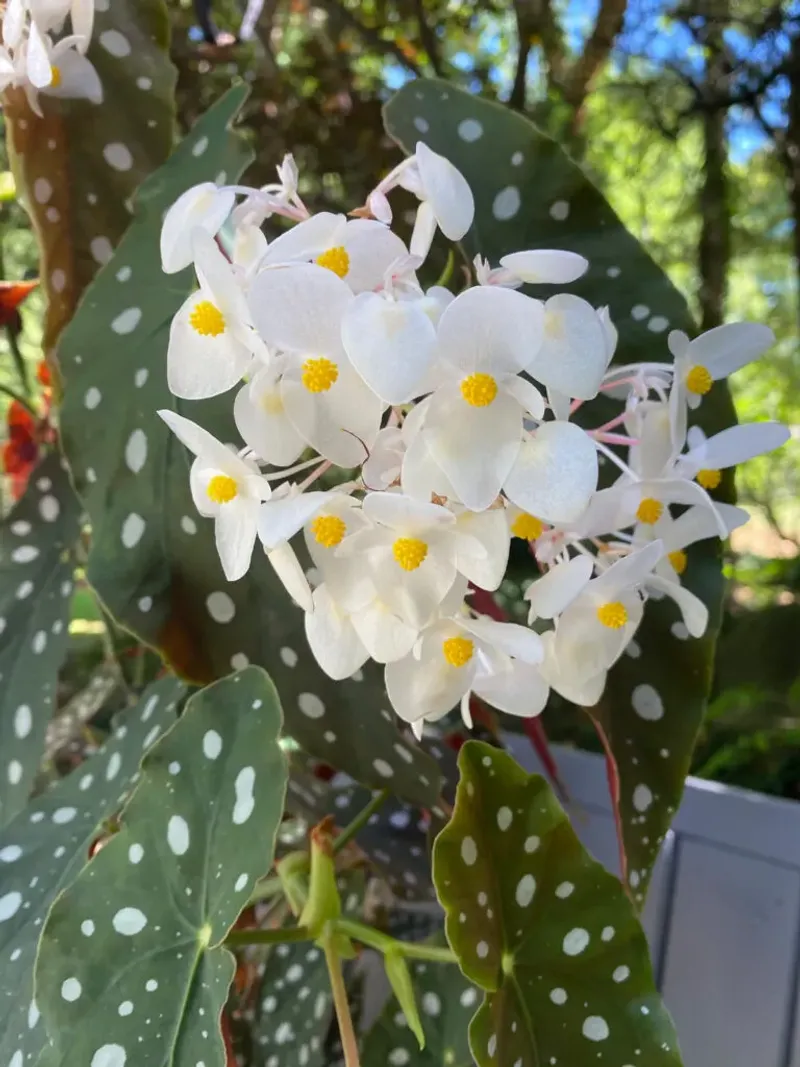 Begonia Maculata
