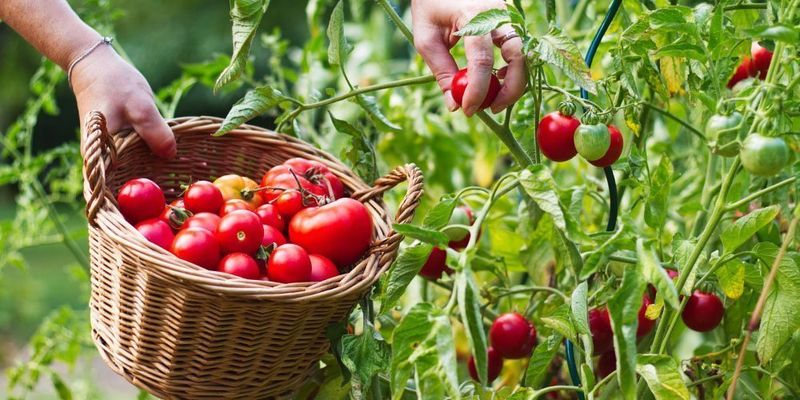 Bonus Pro Tips - Harvest at Peak Time