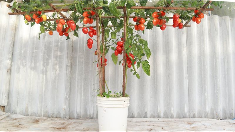 Bucket Tomato Tower