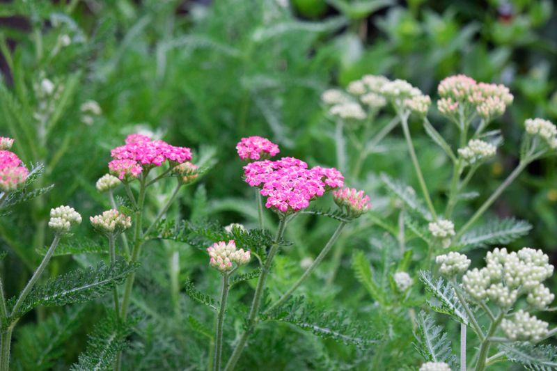 Yarrow