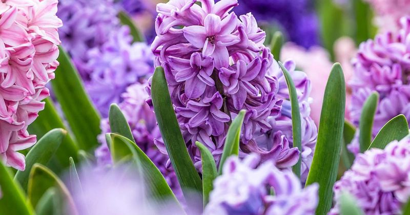 Hyacinth