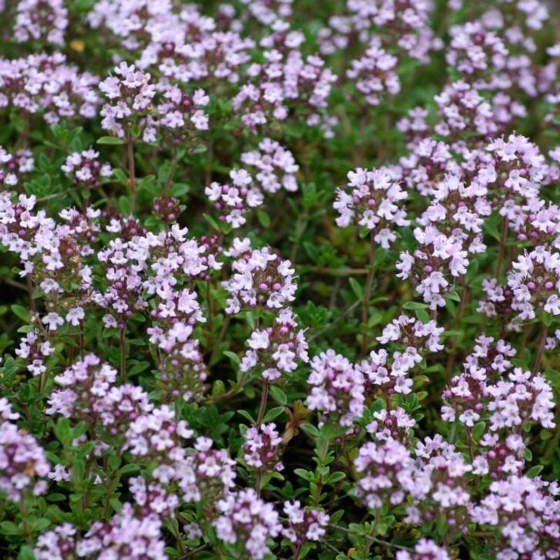 Thyme