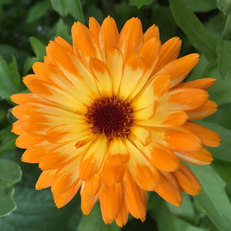 Calendula – A saffron substitute—sprinkle on rice or pasta.