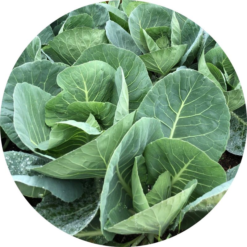 Collard Greens – The Cabbage Moth Magnet