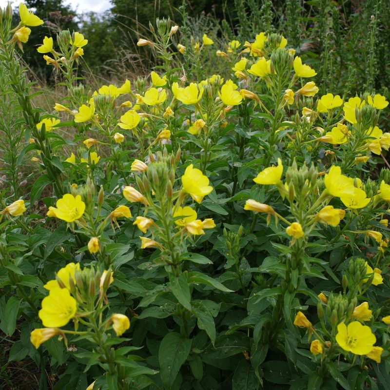 Evening Primrose