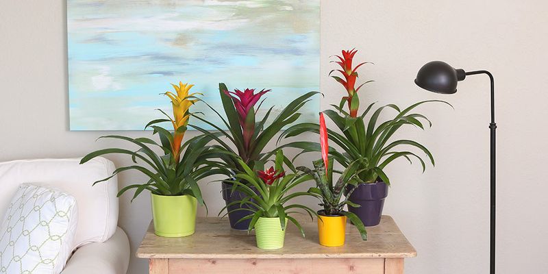 Bromeliad