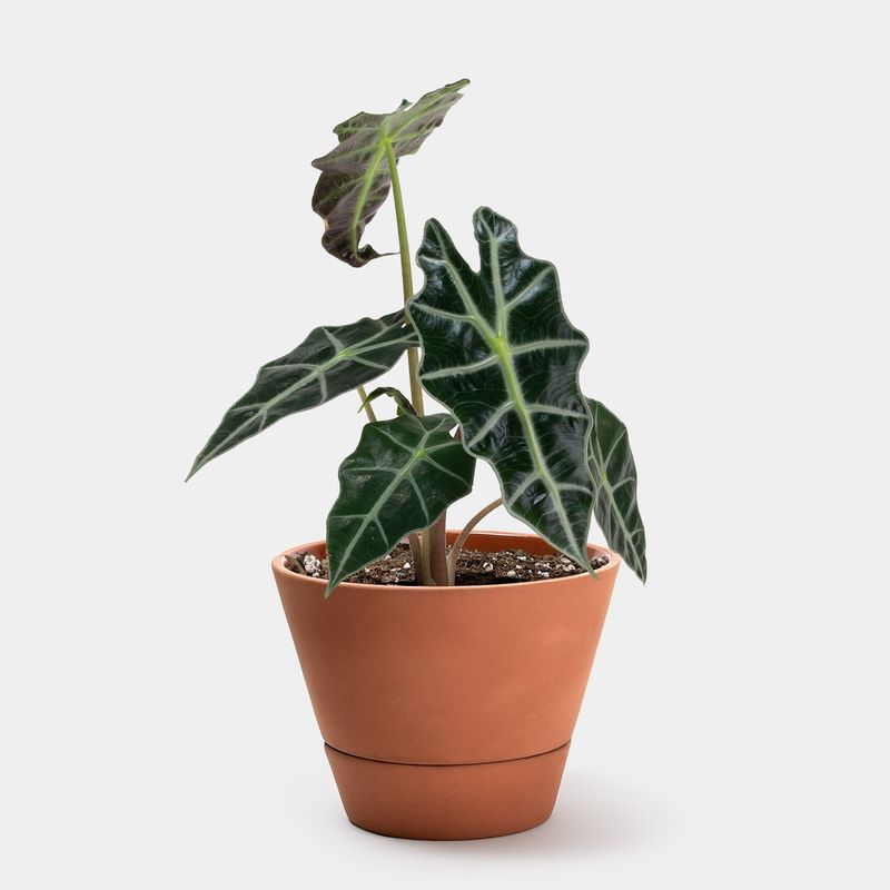 Alocasia
