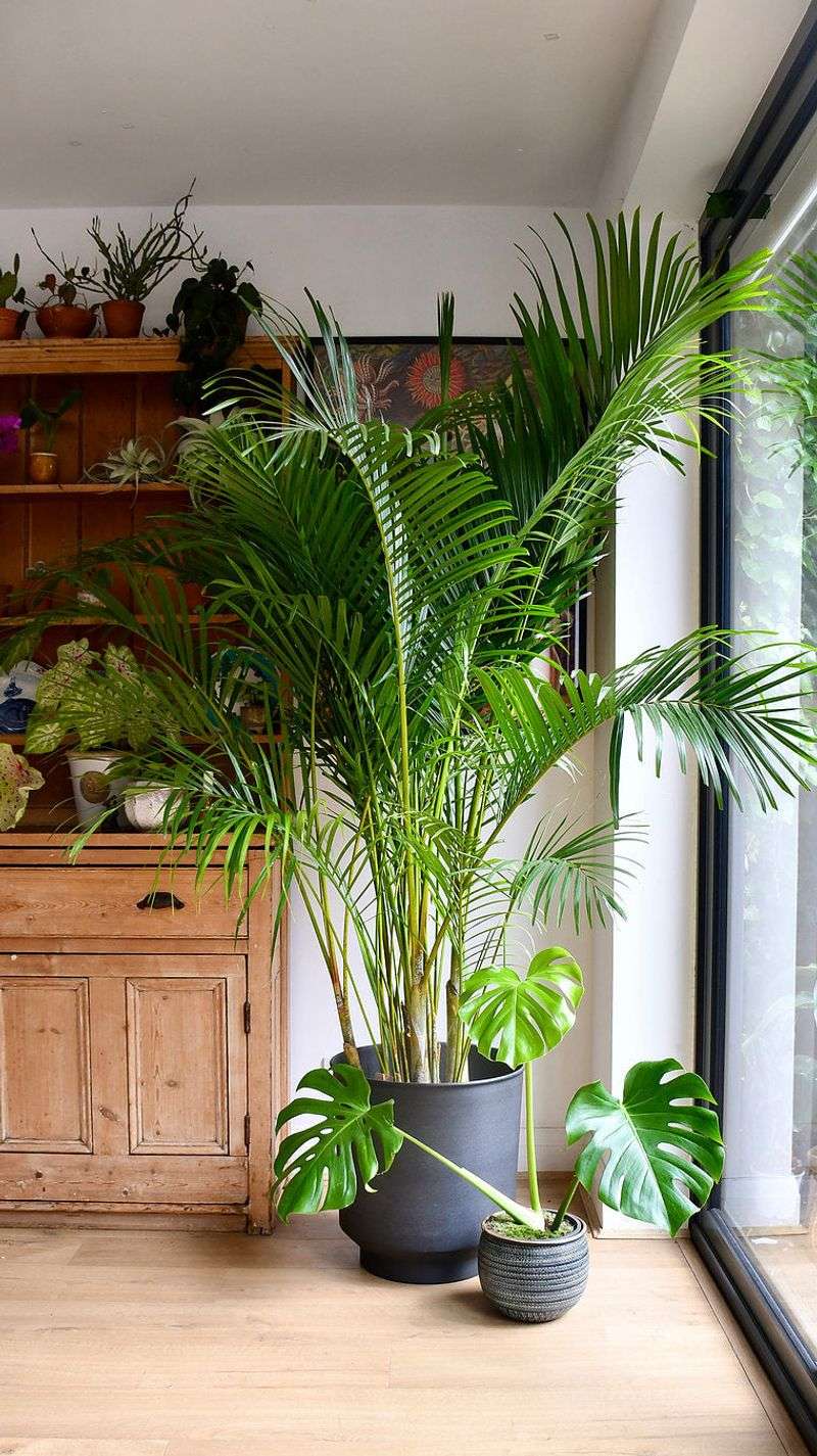 Areca Palm (Dypsis lutescens)