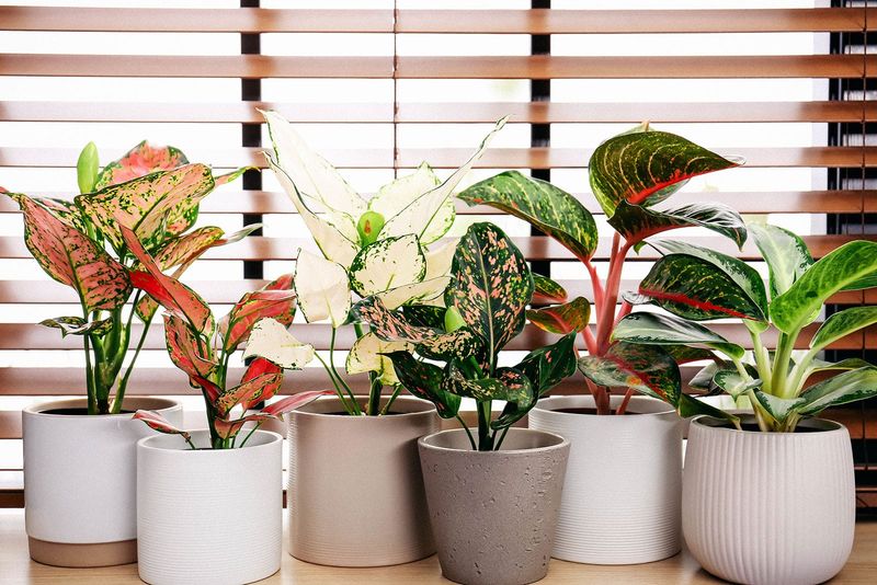 Chinese Evergreen (Aglaonema)