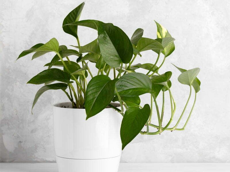 Pothos (Devil’s Ivy)