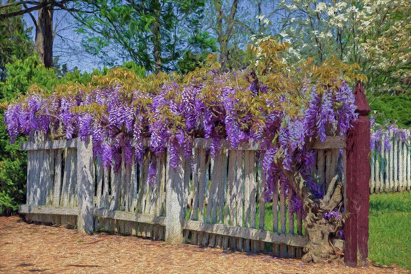 Wisteria