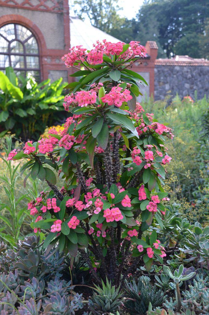 Crown of Thorns (Euphorbia milii)