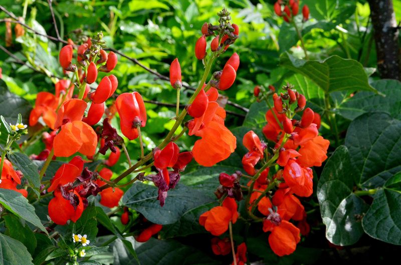 Scarlet Runner Bean (Phaseolus coccineus)