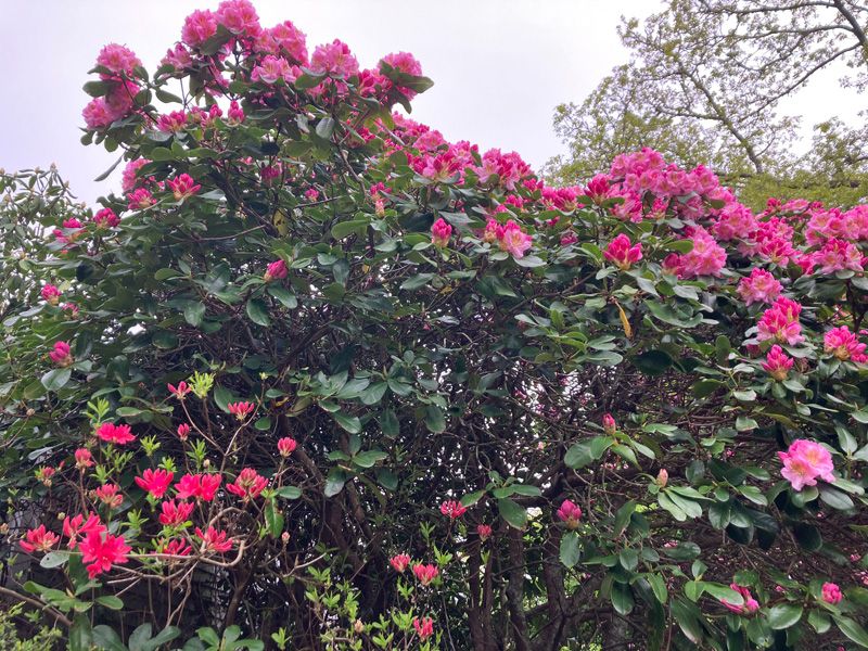 Rhododendron