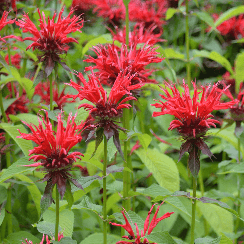 Bee Balm