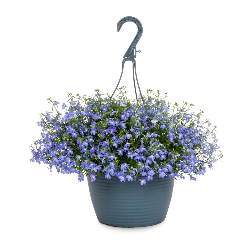Lobelia